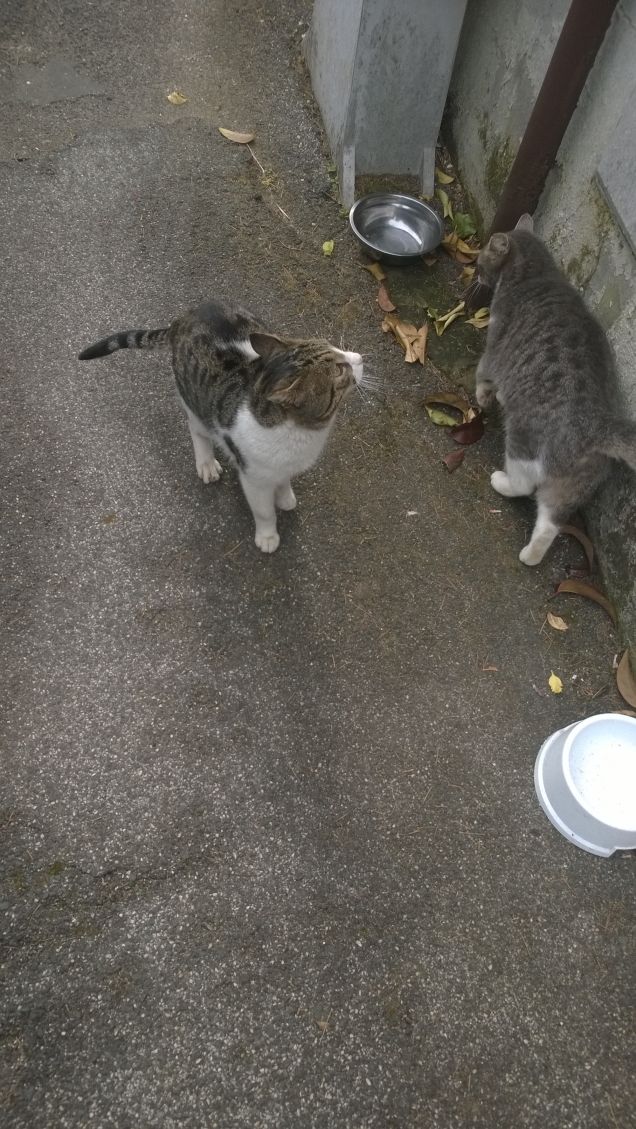 E' bello avere due gattini.