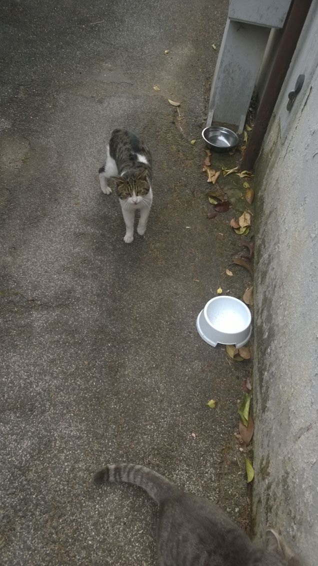 Il Micio e la Micia.