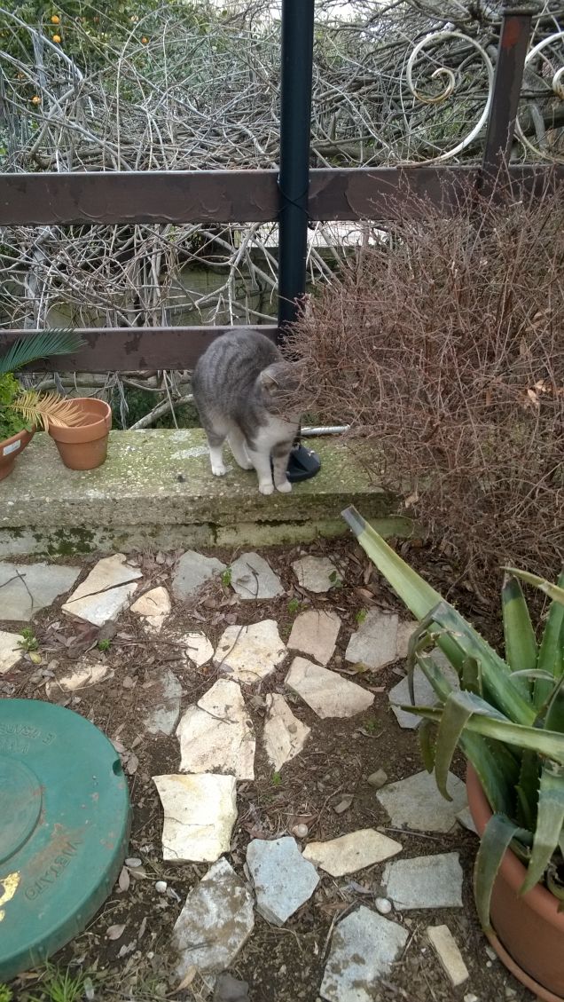 La gatta spericolata.