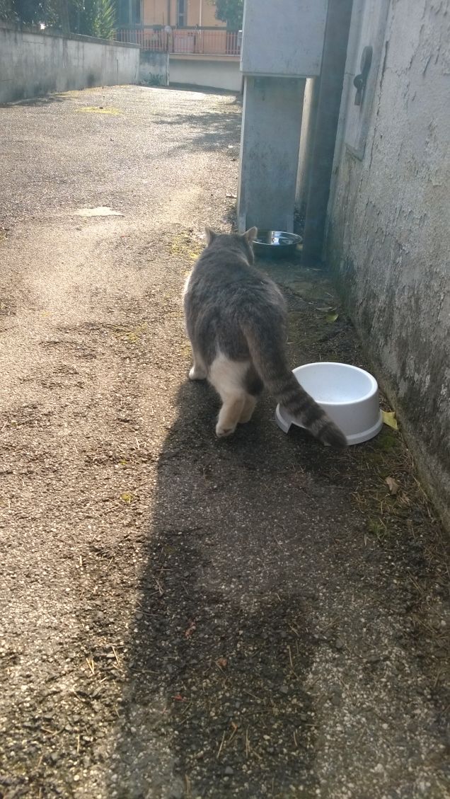 Se la ciotola è vuota me ne vado.