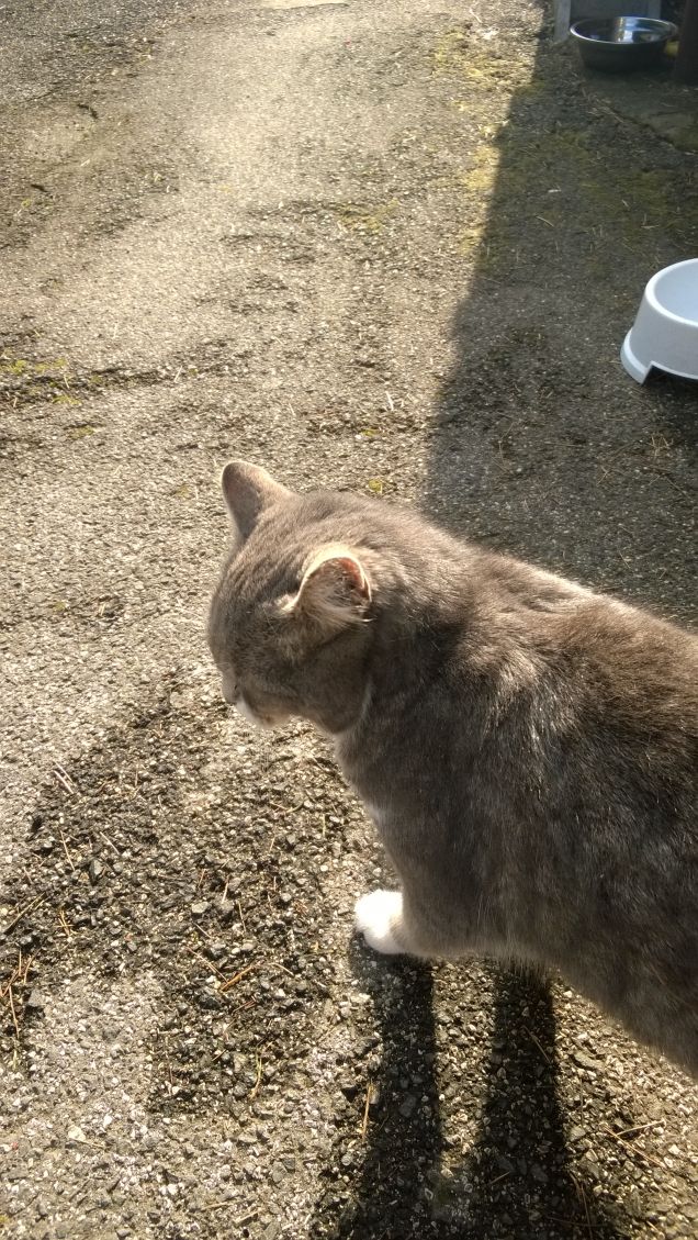 Un battuffolo di peli.