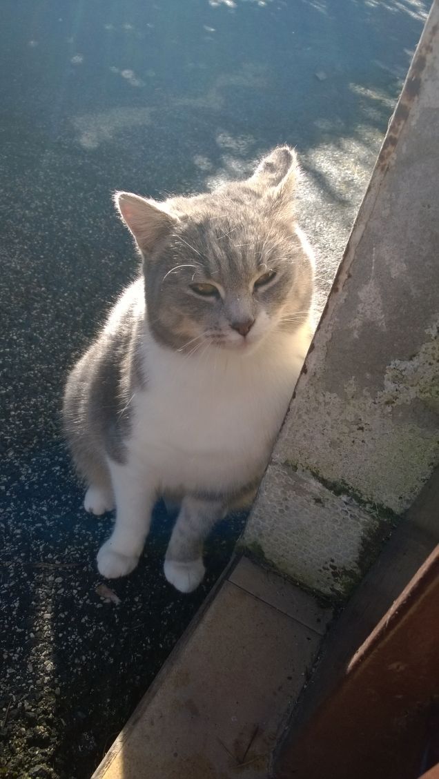 Immancabilmente io la Micia grigia.