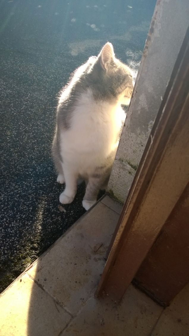 Immancabilmente io la Micia grigia.1