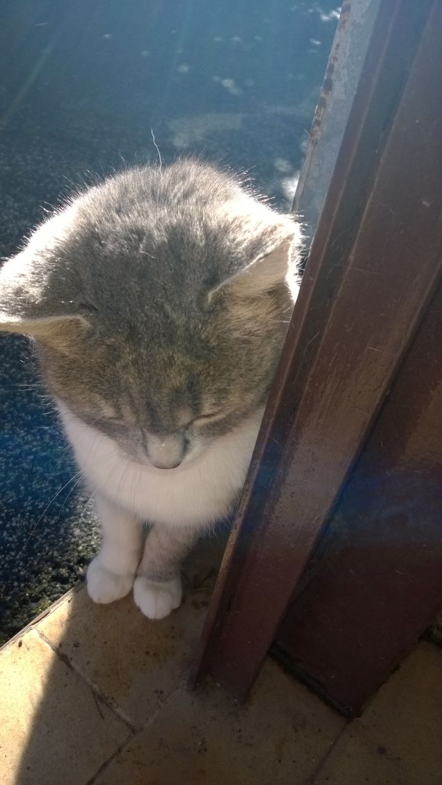 Immancabilmente io la Micia grigia.2