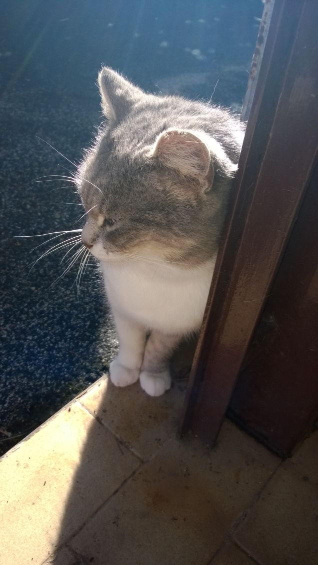 Immancabilmente io la Micia grigia.3