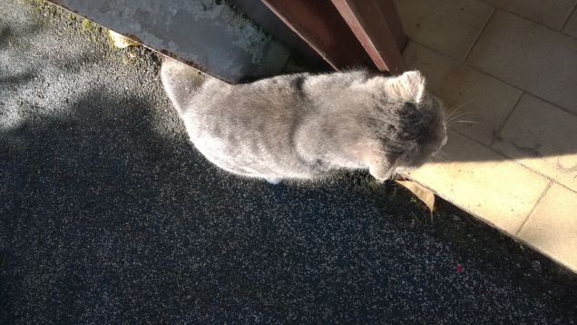 Immancabilmente io la Micia grigia.4