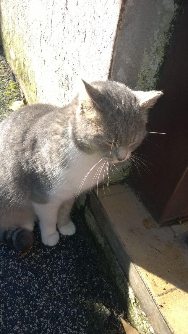 Immancabilmente io la Micia grigia.5