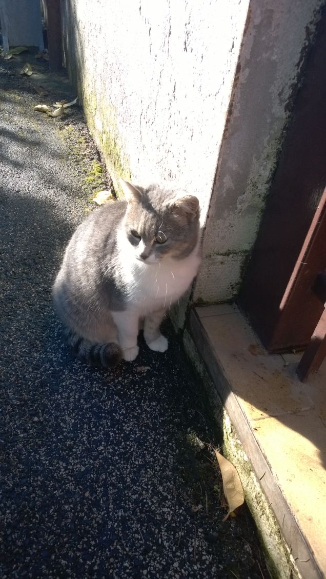 Immancabilmente io la Micia grigia.6