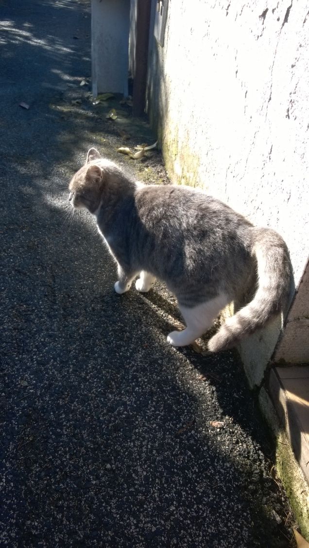 Immancabilmente io la Micia grigia.7