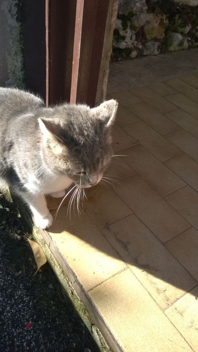 Immancabilmente io la Micia grigia.8