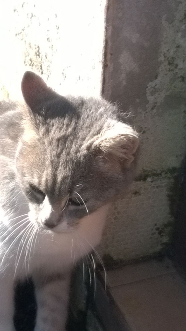 Immancabilmente io la Micia grigia.9