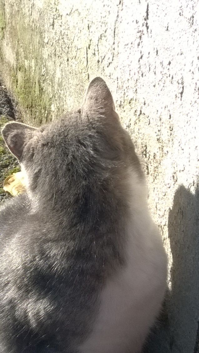 Immancabilmente io la Micia grigia.10