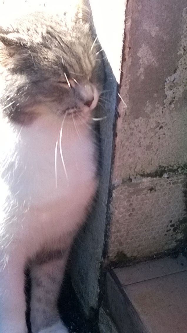 Immancabilmente io la Micia grigia.11