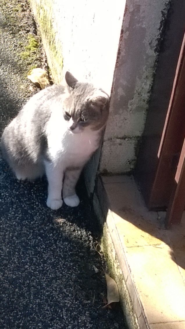 Immancabilmente io la Micia grigia.12