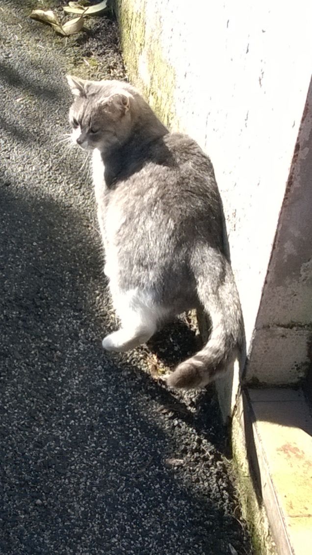 Immancabilmente io la Micia grigia.13