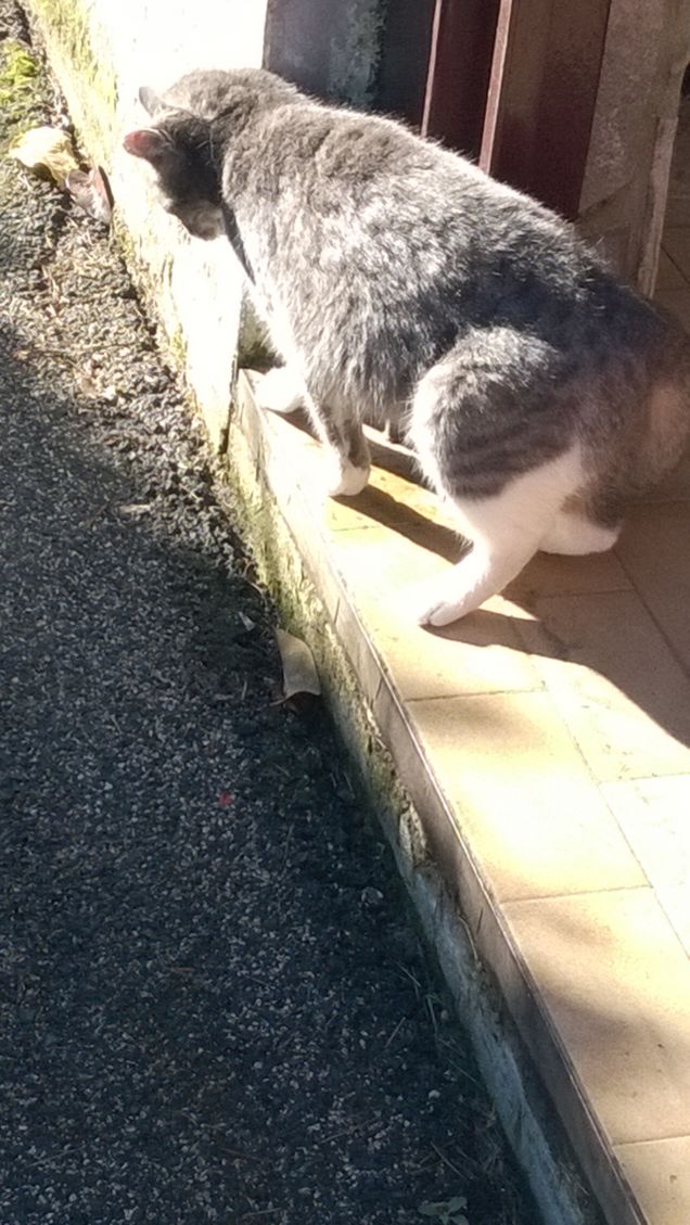 Immancabilmente io la Micia grigia.14