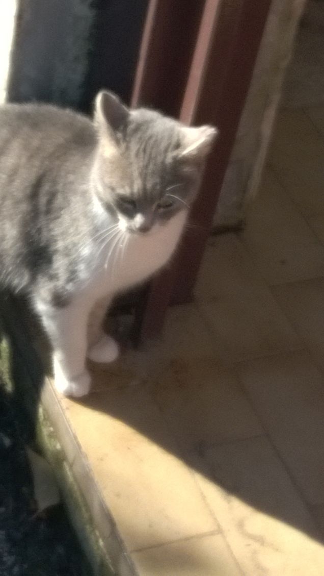 Immancabilmente io la Micia grigia.15