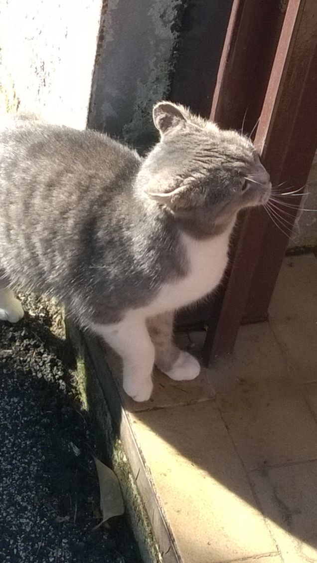 Immancabilmente io la Micia grigia.16