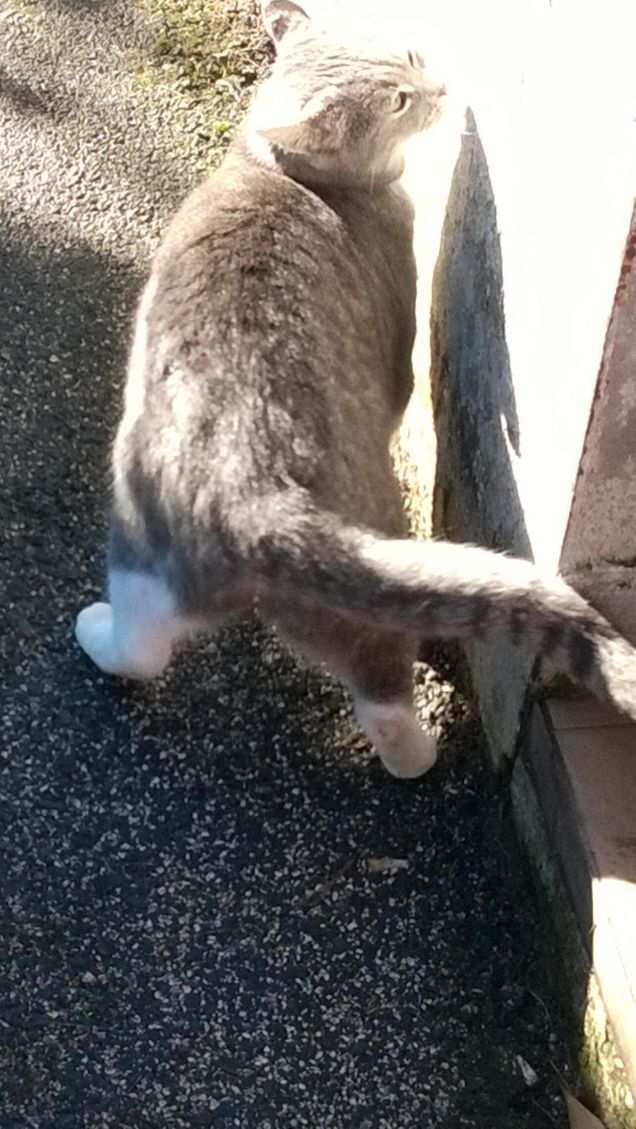 Immancabilmente io la Micia grigia.17