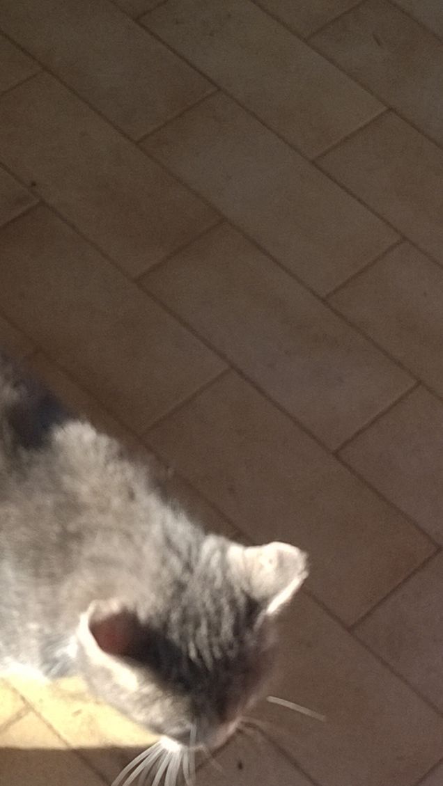 Immancabilmente io la Micia grigia.18