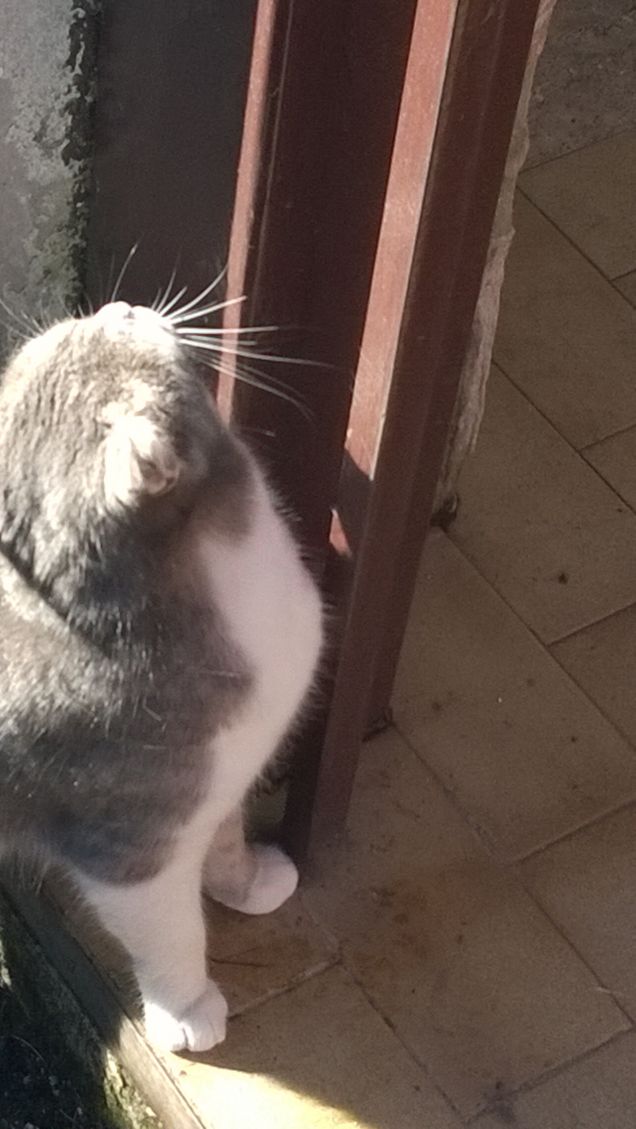 Immancabilmente io la Micia grigia.19