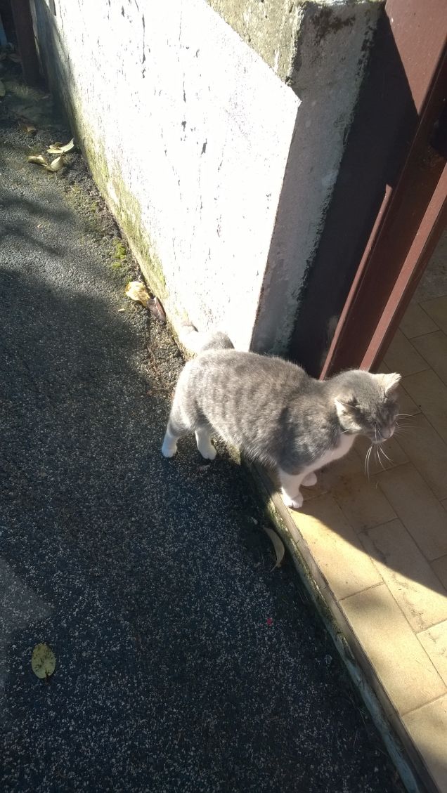 Immancabilmente io la Micia grigia.20