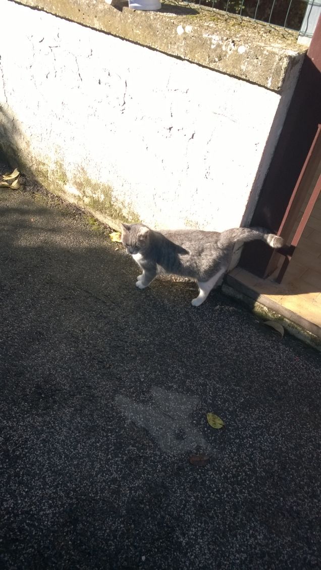 Buongiorno dalla Micia grigia.