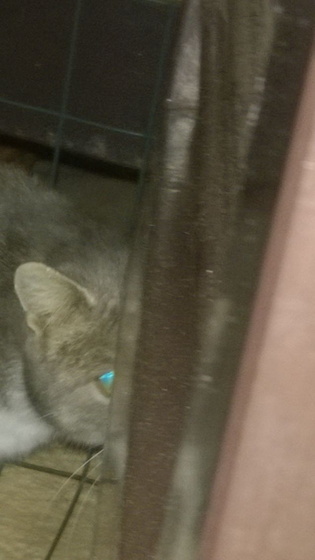 Giocando a mosc acieca