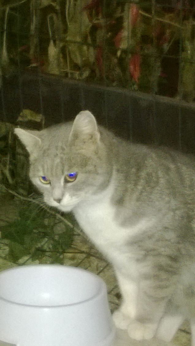 Una Micia Affascinante.