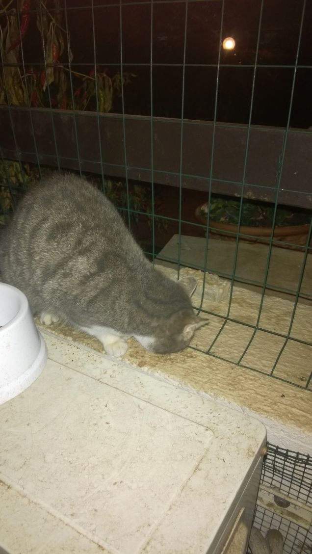 Pancia mia fatti capanna.