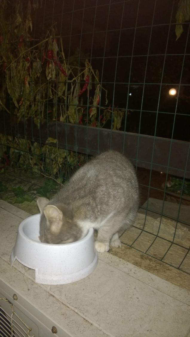 E comunque buon appetito.