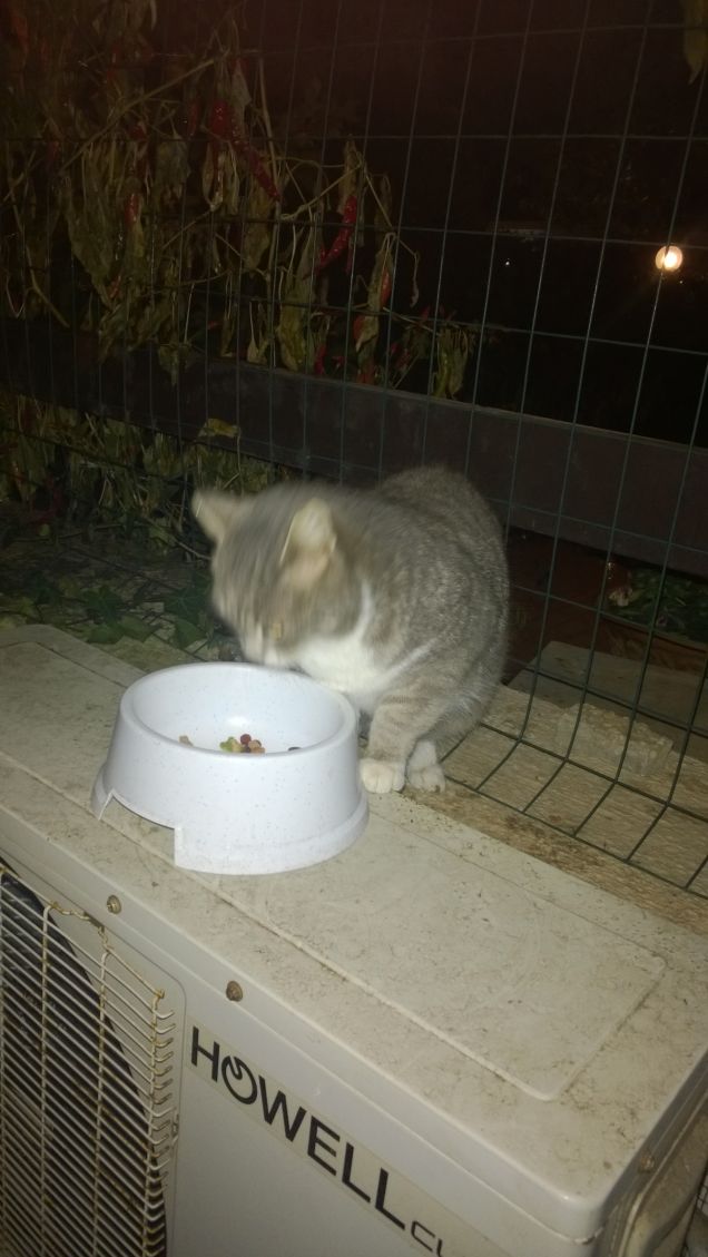 Tanto va la gatta al lardo che....