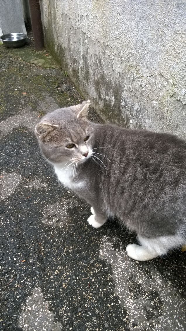 Non capisce cosa dice il cane.