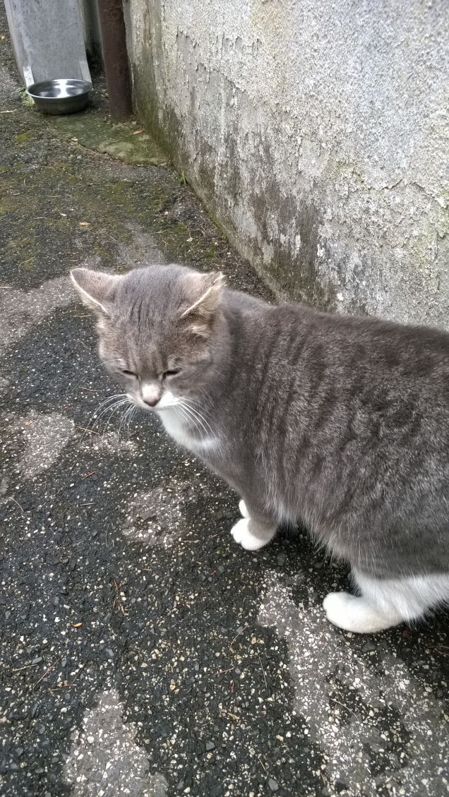 Coccolona bellissima.