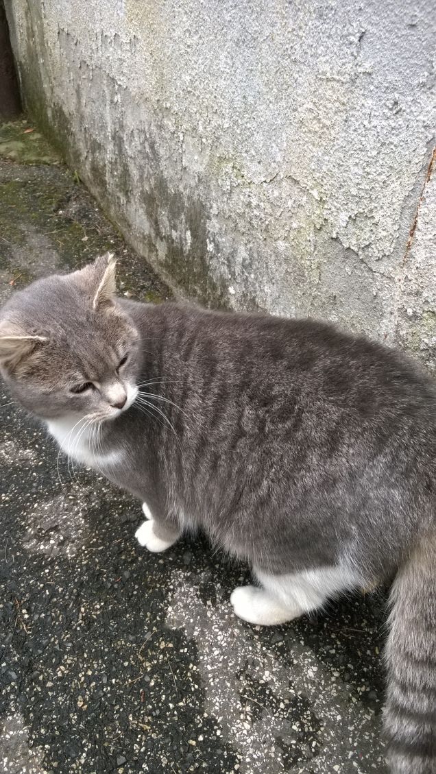 Ma questo cane cosa vuole?