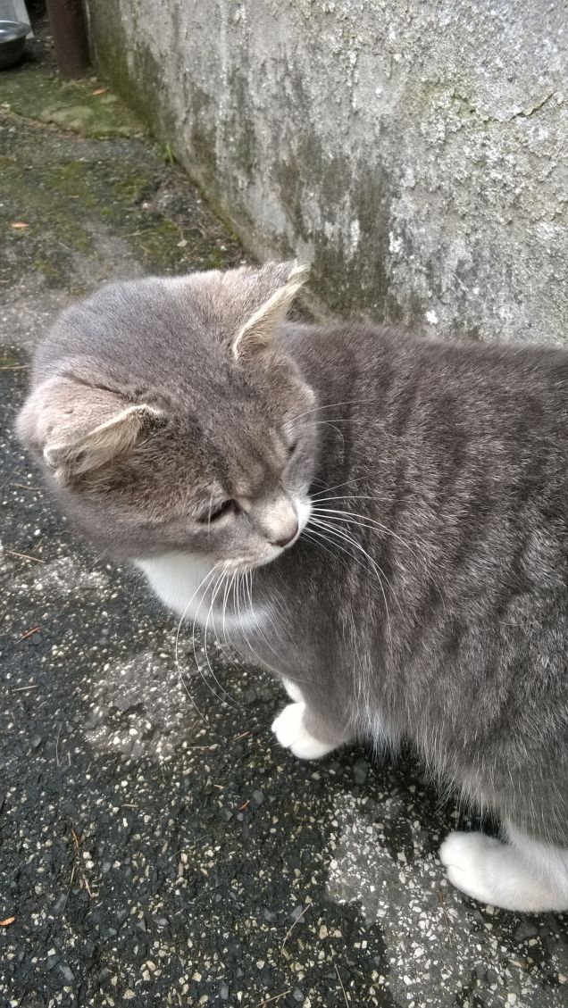 non ho mai sentito abbaiare un cane.