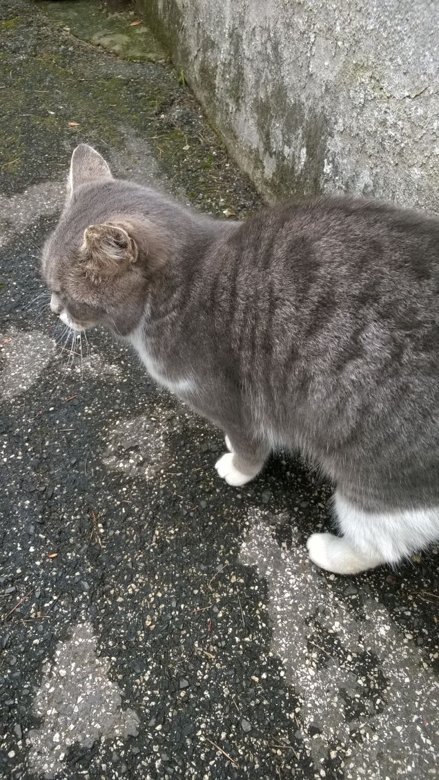 Questa Micia mi tiene in apprensione.