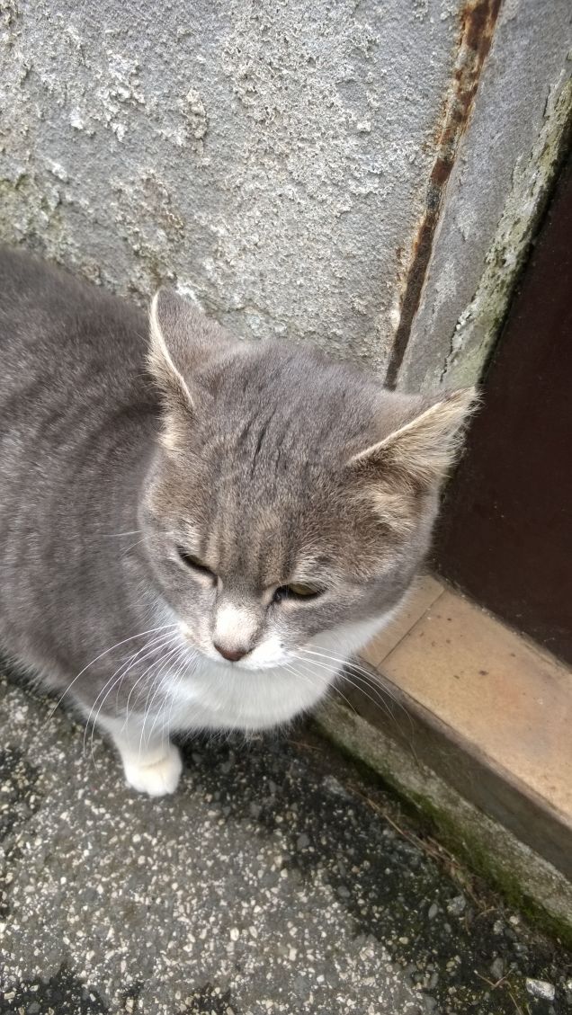 Perplessa, ha visto un cane.