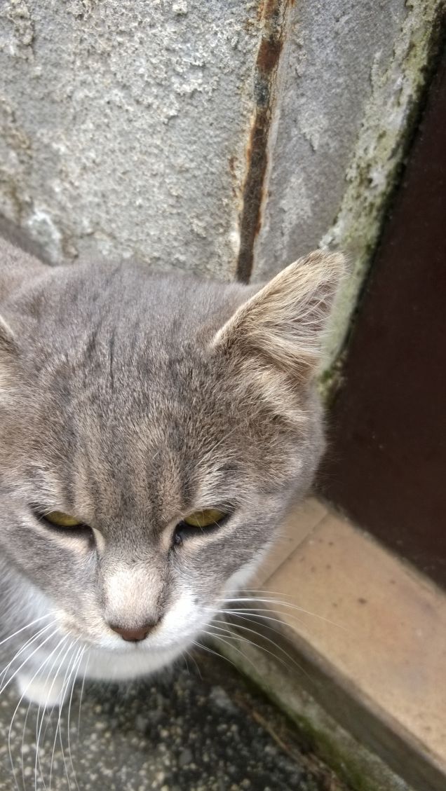 I gatti randagini sono un problema quando stanno poco bene.
