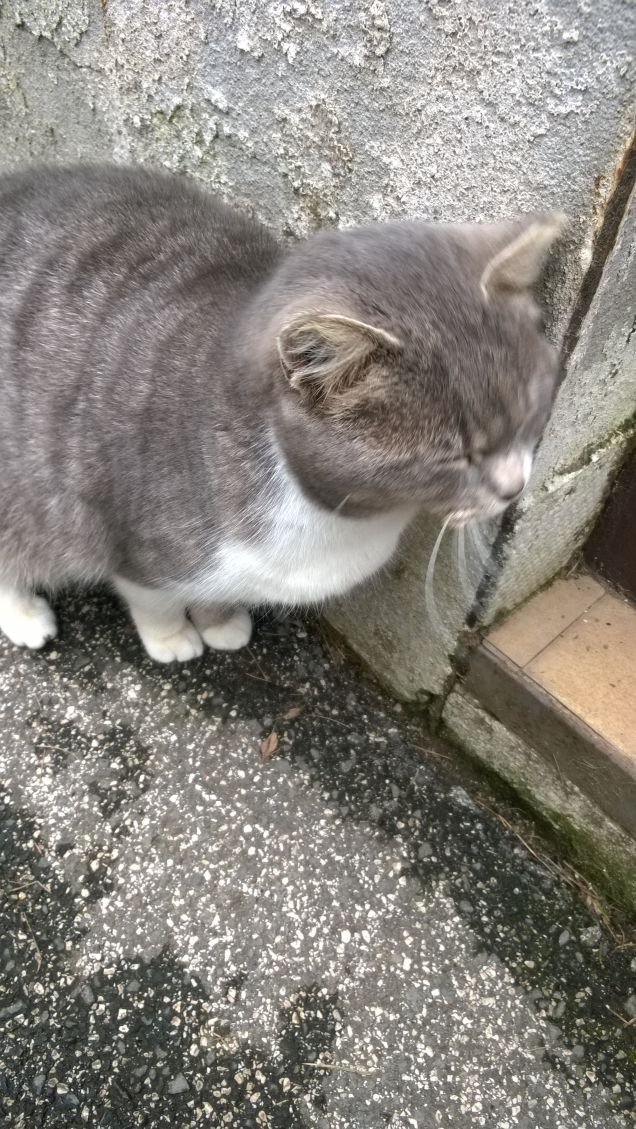 Infreddolita mannaggia questo brutto tempo.