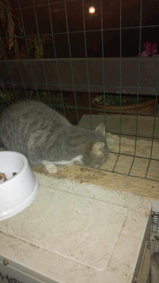 Dalla ciotola al muro.