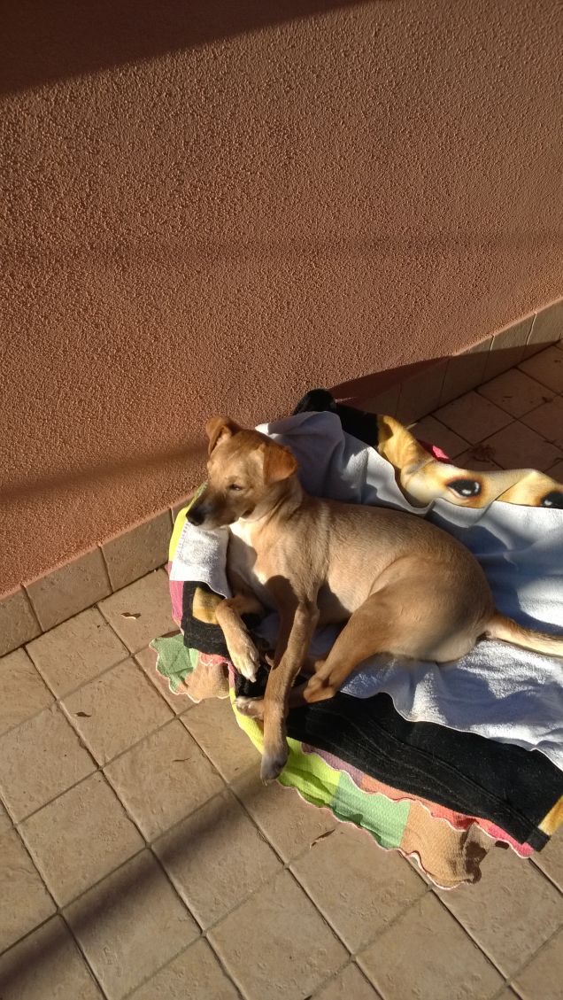 Lucky prende il sole1