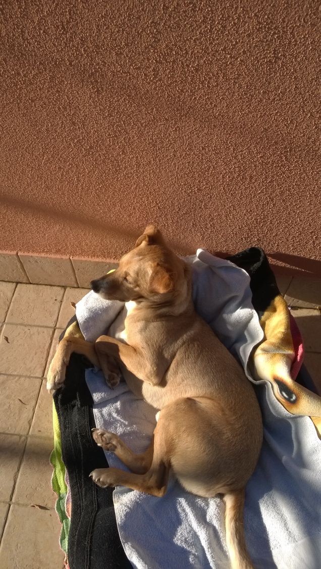 Lucky prende il sole2