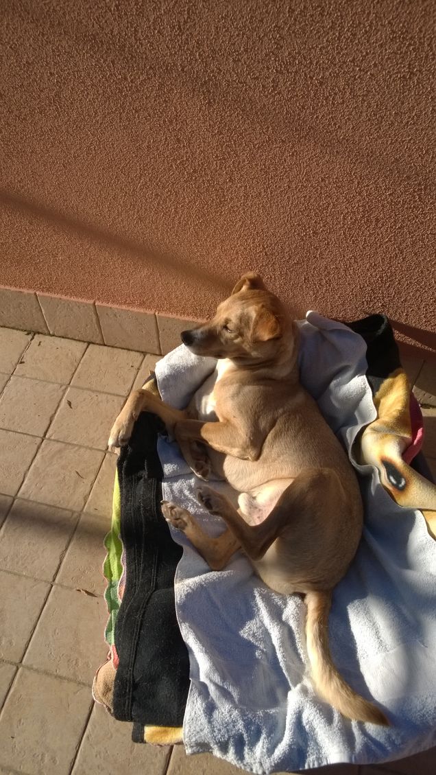 Lucky prende il sole3