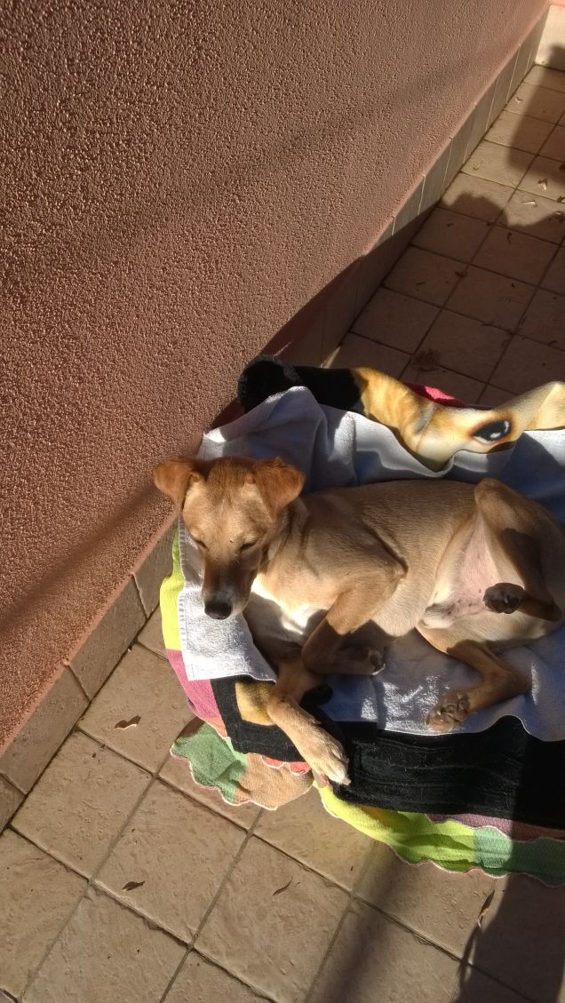 Lucky prende il sole4