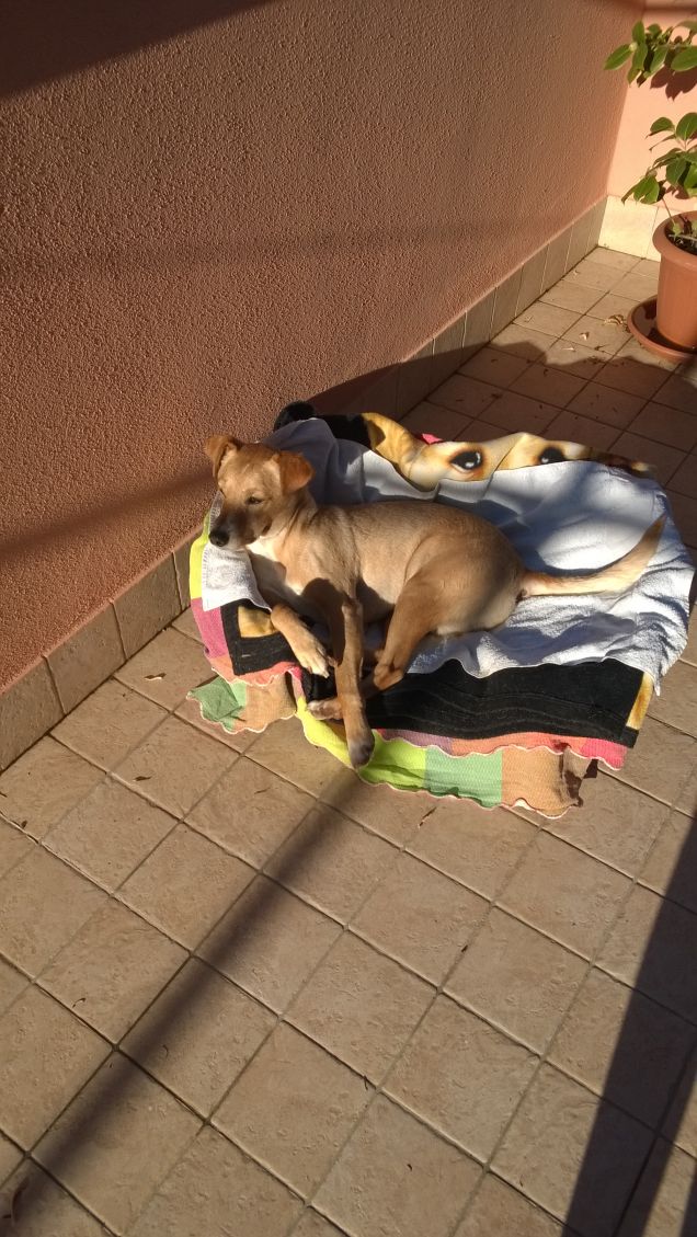 Lucky prende il sole5