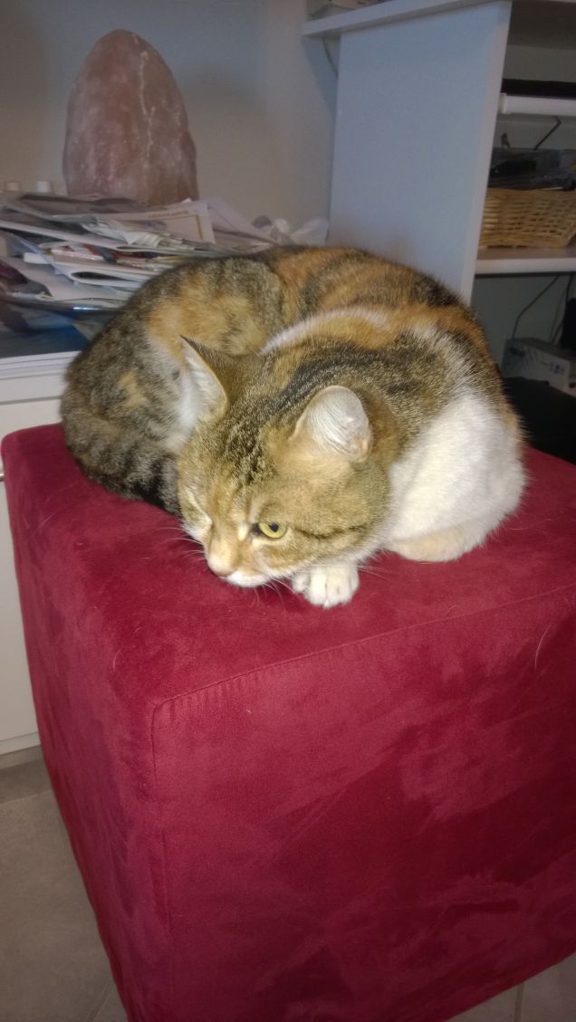 Bry dorme sul puff.3