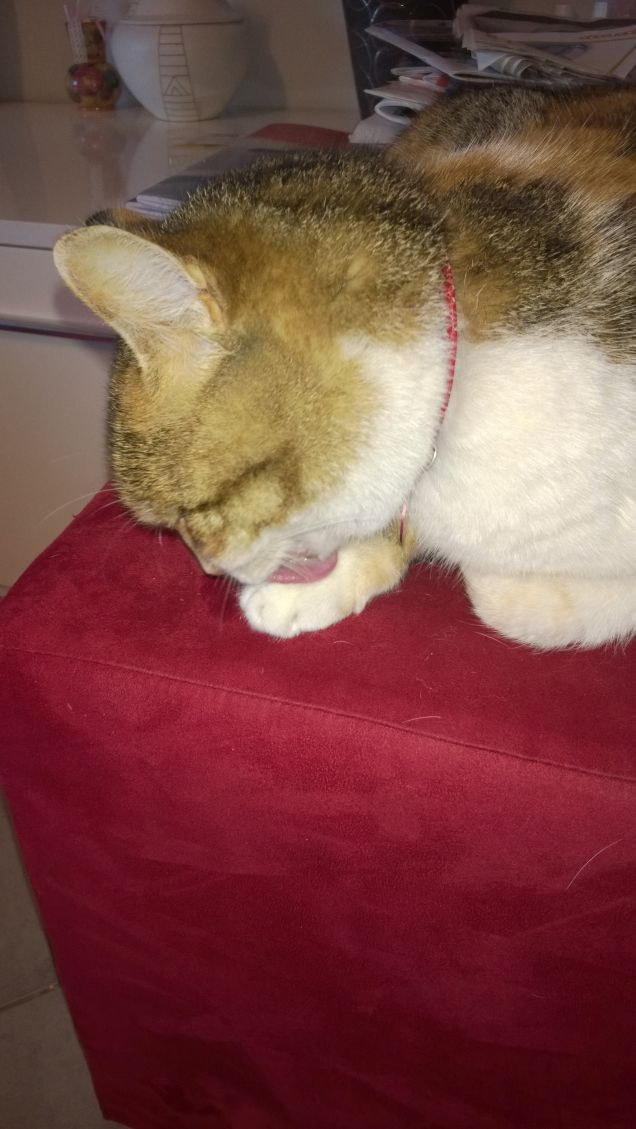 Bry dorme sul puff.4