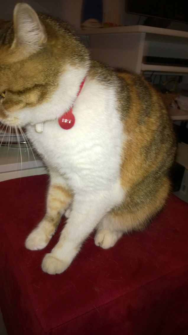 Ci sono i gatti e poi c'è Bry