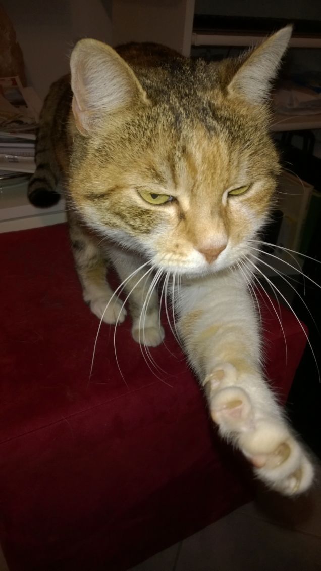 allungo la zampetta.